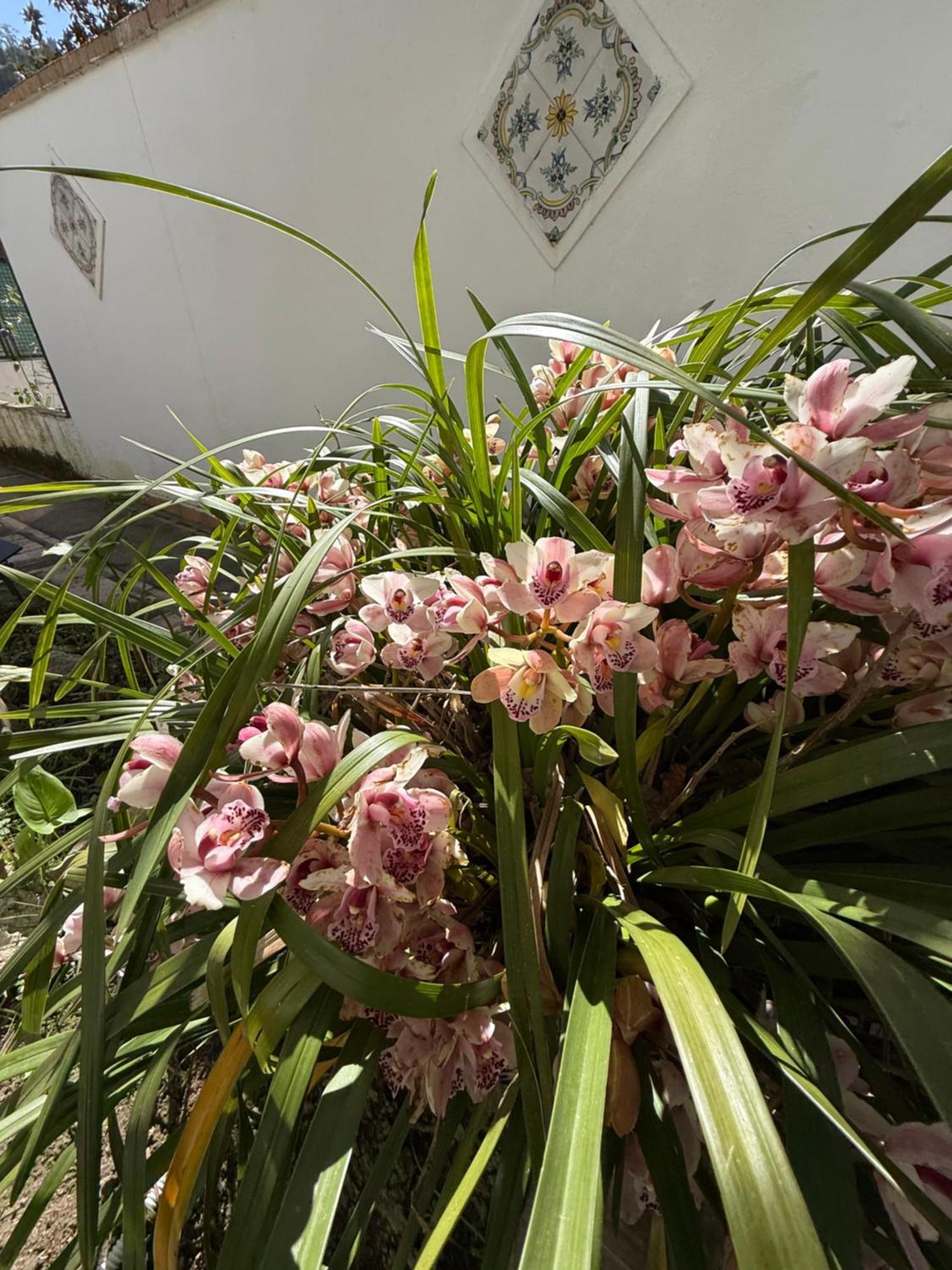 Villa Striano Boutique Capri Dış mekan fotoğraf
